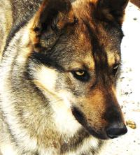 dog